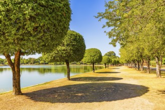 Avenue with green deciduous trees and shade, Sukhothai Historical Park, Sukhothai Province,