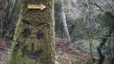Moss-covered tree with a smiley scratched in the moss in the forest with a signpost on the Caminho