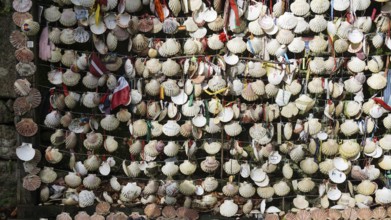 Numerous scallop shells (pecten maximus) in a tightly woven net, as a pilgrim souvenir of the Way