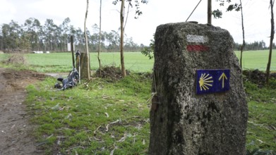 Stone with trail marking on the Camino de Santiago in green landscape, pilgrimage on the Caminho