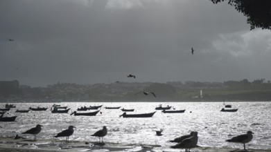 Seagulls (larinae) on the shore with boats on the water and dark clouds in the sky, pilgrims on the