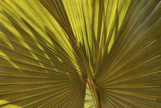 Light and shadow on a fan palm leaf, historic Buddhist temple complex, Ayutthaya, Thailand