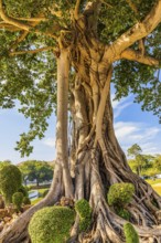 Rooted trunk of a birch fig (ficus benjamina), summer palace of the Thai king, Bang Pa-In, near