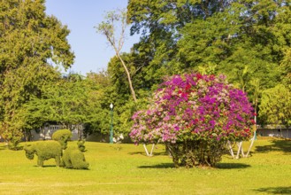 Royal Park, with multicolor bougainvillea bush, Thai King's Summer Palace, Bang Pa-In, near