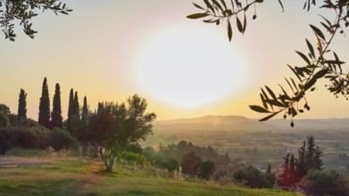 Atmospheric panorama with sunset light over a vast landscape and olive branches in the foreground,