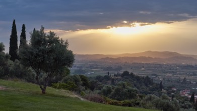 Single tree, soft light on the horizon, peaceful landscape view, Hotel Europa, garden restaurant