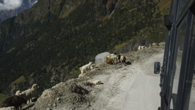 A group of goats (caprae) standing by the roadside on the Manali-Leh highway, Himachal Pradesh,