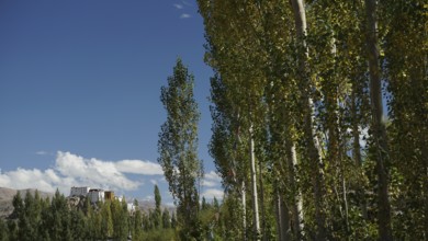 Tall trees with green foliage against a clear blue sky and a distant Buddhist monastery, trekking