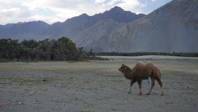 A lone Bactrian camel (camelus ferus) walks in the Nubra Valley through a dry, mountainous