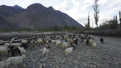 A large herd of goats (caprae) in the Nubra Valley moves along a stony path in the middle of a