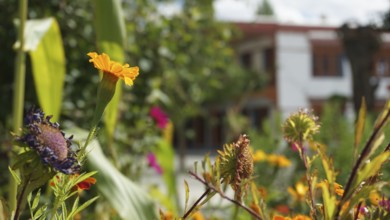 Close-up of colorful flowers in a Buddhist monastery garden in bright sunshine, trekking in Ladakh,