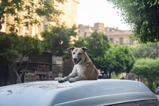 A stray Egyptian street dogs sits on top of a parked car in the summer heat of Downtown Cairo,