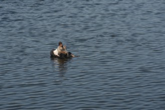 Qanater, Nile Delta. Egypt. December 18th 2022 An Egyptian man fishing from a makeshift inflatable