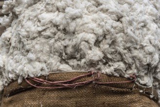 Close up image of a sack of raw Egyptian cotton for sale in a Cairo market, Cotton is a major