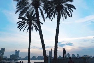 Cairo, Egypt. November 26th 2022 Palm trees silhouetted against a dramatic sky over the Qasr El Nil