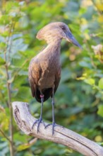 A hamerkop (Scopus umbretta) stands on a branch of a tree. Green vegetation can be seen in the