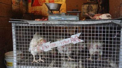 Close-up of a cage with chickens (gallus gallus domesticus) with a scale on top in an Indian market