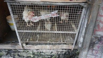 Live chickens (gallus gallsu domesticus) in a cage at an Indian market, Manali, Himachal Pradesh,