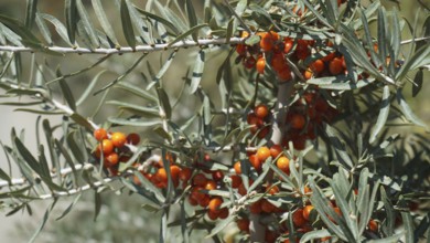 Close-up of bushes with bright orange sea buckthorn berries (hippophae rhamnoides) and green