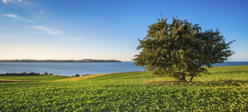 View over green fields and lagoon landscape, Mönchgut Nature Reserve, Groß Zicker, Mönchgut