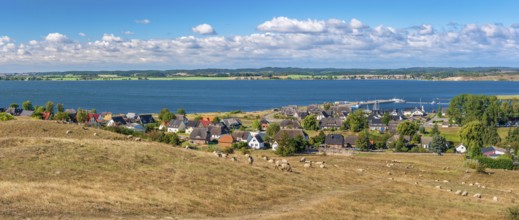 Sheep graze in the hilly landscape of the Zicker Mountains, including Zicker Alps, view across the