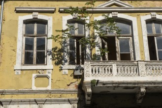 Varna, Bulgaria, September 6th 2020 A tree growing from an old building in the centre of Varna city