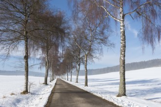 Wintery road flanked by a row of bare birch trees under a blue sky, Swabian Jura,