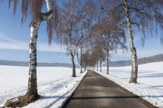 A snow-covered birch tree alley runs through the countryside, flanked by bare trees, Swabian Jura,