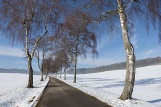 Snow-covered road with birch tree alley and blue sky, quiet winter landscape, Swabian Jura,