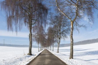 Snowy landscape with a birch tree alley of bare trees under a blue sky, Swabian Jura,