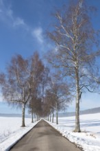 Avenue lined with birch trees leading through a snow-covered winter landscape under a blue sky,