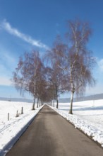 A road flanked by birch trees leads through a snowy landscape under a blue sky, Swabian Jura,