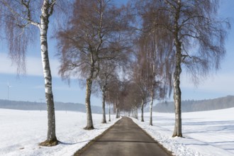 Snowy avenue flanked by bare trees, stretches under blue sky, birch trees, Swabian Jura,