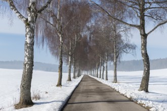 A road lined with birch trees runs through a white winter landscape with clear skies, Swabian Jura,