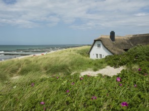 Coastal scene, blooming plants in the foreground, with a thatched building, Ahrenshoop, Baltic Sea,