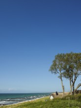 Coastal scene, blooming plants in the foreground, with a thatched building, Ahrenshoop, Baltic Sea,