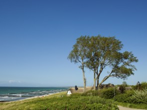 Coastal scene, blooming plants in the foreground, with a thatched building, Ahrenshoop, Baltic Sea,