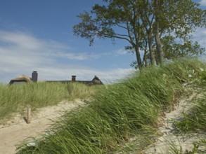 Coastal scene, marram grass (Ammophila arenaria), beach access, Ahrenshoop, Baltic Sea, district