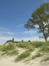 Coastal scene, marram grass (Ammophila arenaria), Ahrenshoop, Baltic Sea, district of