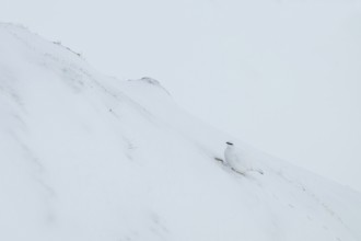 Rock ptarmigan (Lagopus mutus) in winter dress, Hafelekar, Karwendel mountains, Tyrol, Austria
