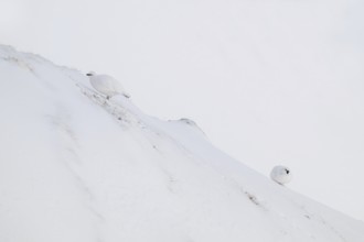 Rock ptarmigan (Lagopus mutus) in winter dress, Hafelekar, Karwendel mountains, Tyrol, Austria