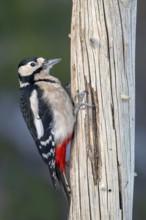 Great spotted woodpecker (Picoides major), on a tree trunk, Terfens, Tyrol, Austria