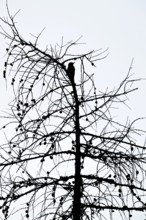 Great spotted woodpecker (Picoides major), on a tree trunk, Schwaz, Tyrol, Austria