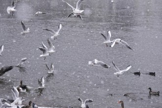 Seagulls in water during snowfall, winter, Germany