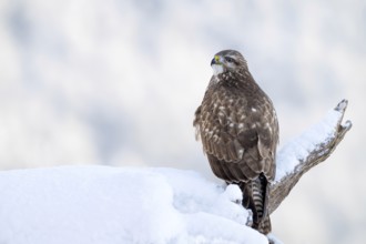 Common buzzard (Buteo buteo) sitting on a branch in winter, Terfens, Tyrol, Austria