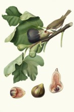 Ficus carica, fico dell'Osso, bony fig, a variant of the real fig, authentic, digitally restored