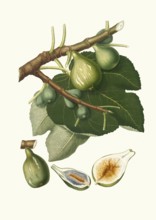 Fico Dottato, one of Italy's most famous and appreciated fig varieties. It is a type of real fig,