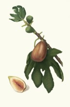 Ficus carica sativa, date fig, authentic, digitally restored reproduction from a 19th century