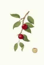 Myrobalane, Prunus cerasifera, often also cherry plum, wild mirabelle, authentic, digitally