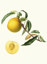 Persica Julodermis cotonea, peach, authentic, digitally restored reproduction from a 19th century